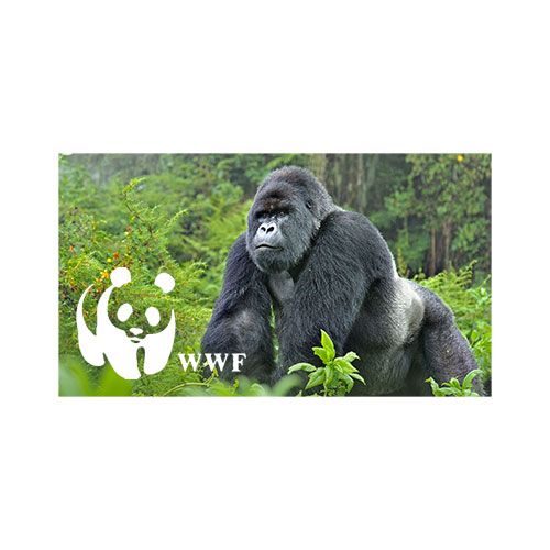 Grafik WWF